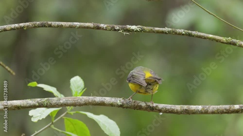 an eastern yellow robin wipes its beak on a tree branch at a forest on the central coast of nsw, australia photo