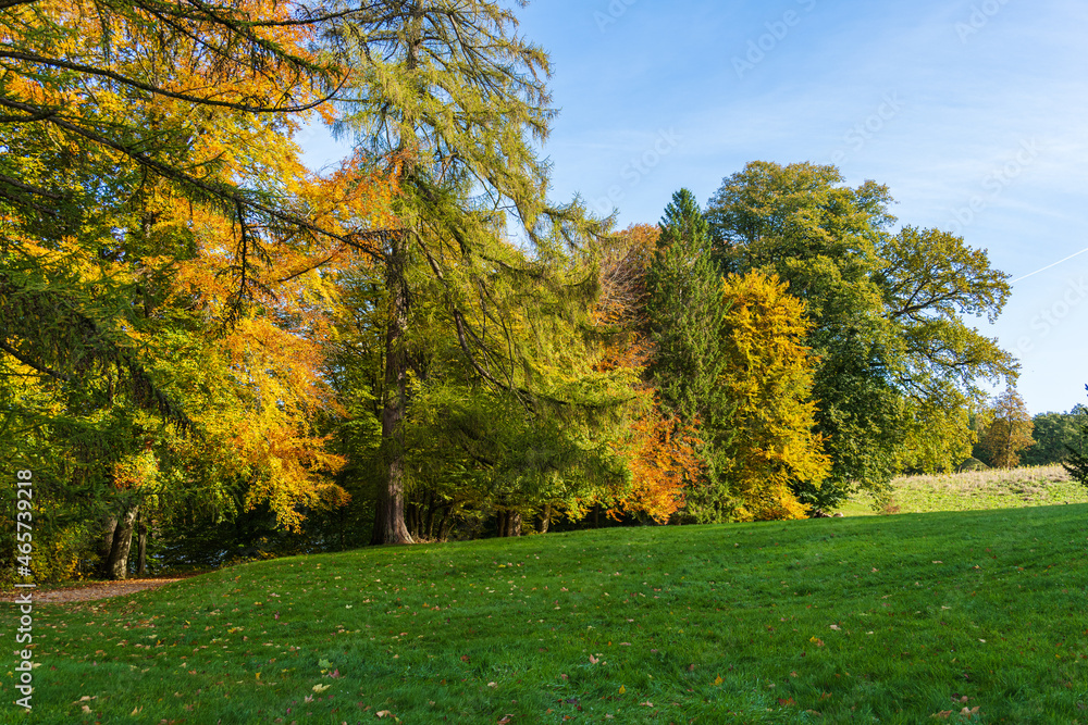 Alte Laubbäume in einem Park im Herbst bei Sonnenschein