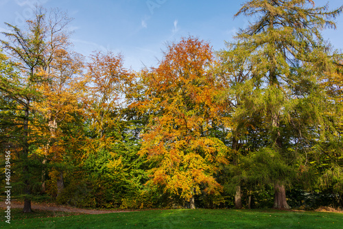 Alte Laubb  ume in einem Park im Herbst bei Sonnenschein