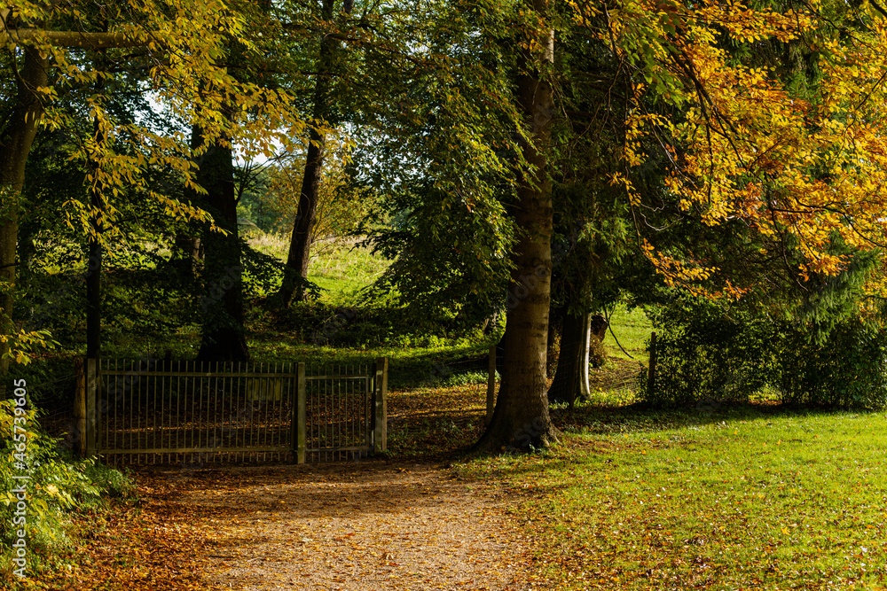 Fototapeta premium Alte Laubbäume in einem Park im Herbst bei Sonnenschein