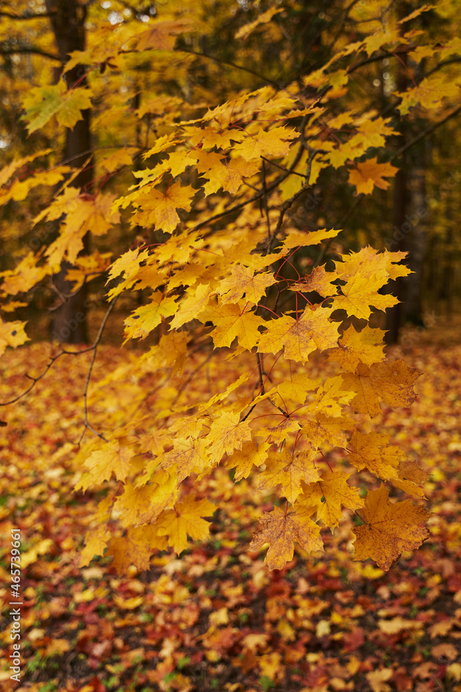 yellow maple leaves on an airy twig against a background of yellow foliage. autumn trees in the park. yellow maple leaves on an airy twig against a background of yellow foliage. autumn trees in the park.