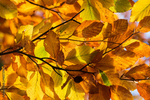 Bunte Farben der Blätter eines Laubbaumes im Herbst