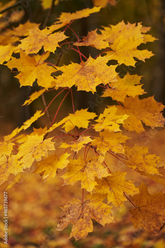 tender young maple in autumn. many yellow leaves on thin twigs. airy tree in the park