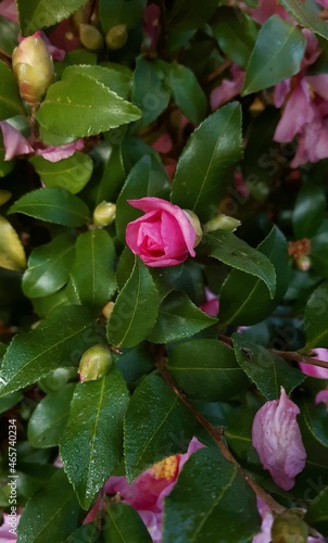 pink rose bush