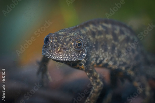 Closeup on the head of an aquatic Macedonian crested newt, Triturus macedonicus photo