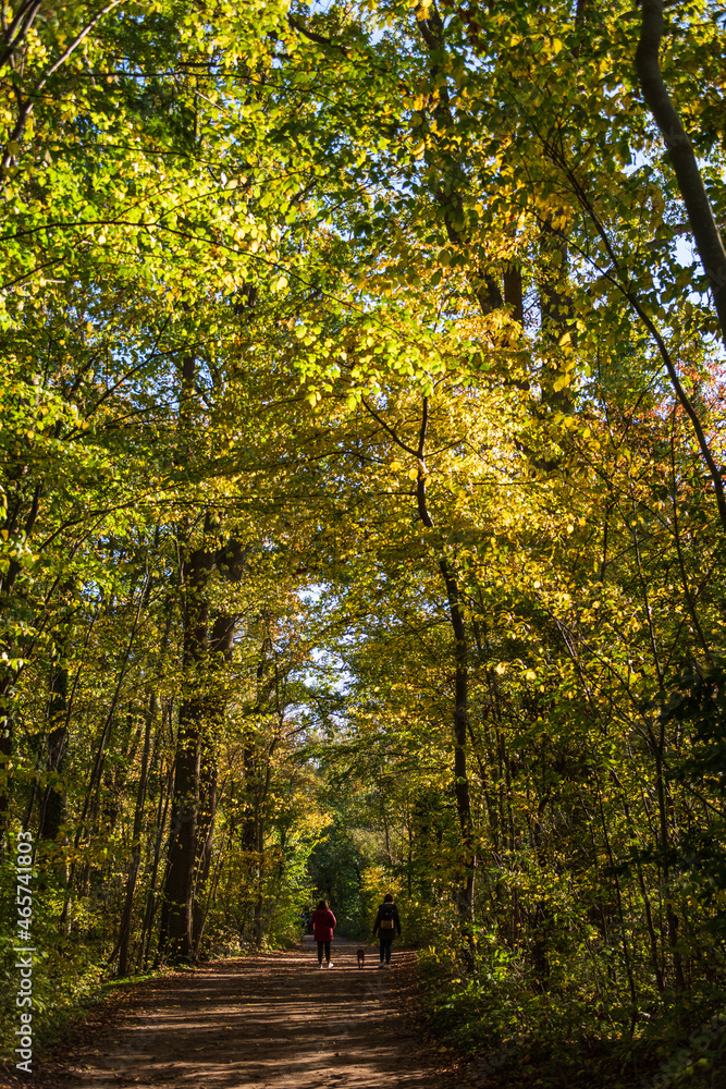 Wanderweg in einem herbstlichen Laubwald am Plöner See Wanderweg in einem herbstlichen Laubwald am Plöner See