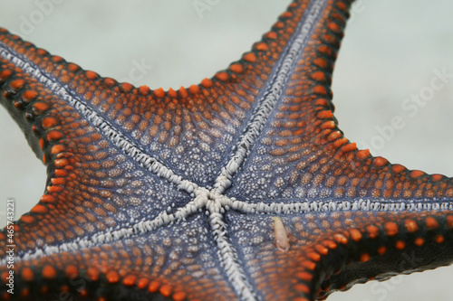 Starfish  sea star  in Zanzibar  Tanzania  Indian ocean 