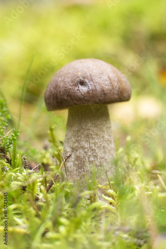 Mushrooms Bolete, fungus in the wild (Boletus pinophilus)