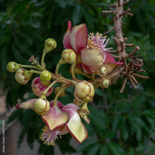 Картината върху платно Closeup view of flowers, buds and young fruits on a branch of the tropical canno