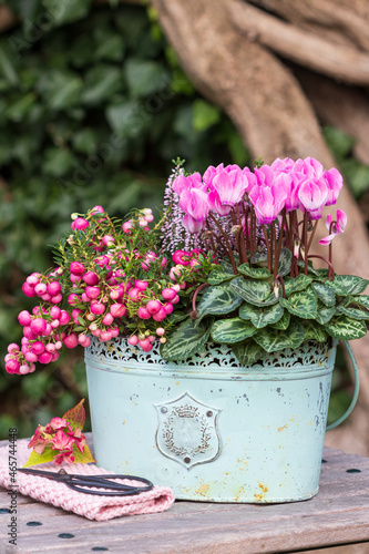 pink Alpenveilchen und Torfmyrte im vintage Topf als florale Gartendekoration photo