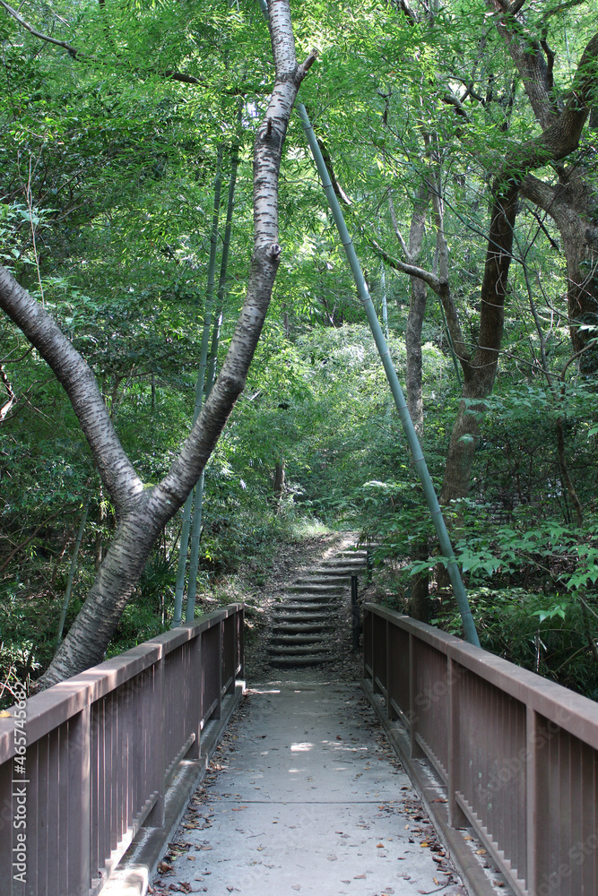 Obraz premium 森林公園の遊歩道 