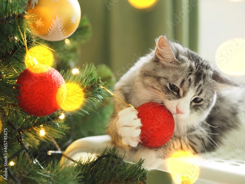 Grey cute funny cat playing with Christmas balls at the Christmas tree. Winter holidays. Pet and holiday