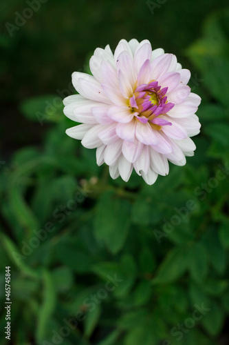 pink pompon and ball dahlia in the cottage garden