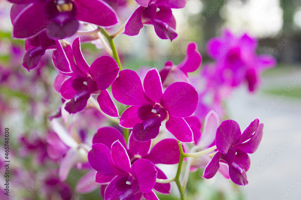 Obraz premium Beautiful purple orchid flower