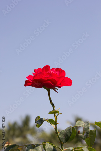 Red roses flower in the garden