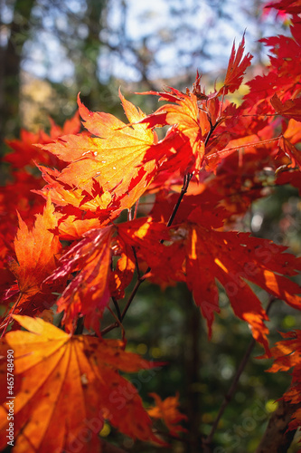 Red autumn maple leaves illuminated by the sun