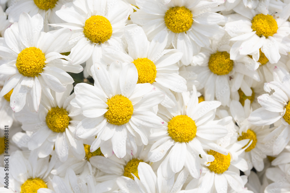 White chrysanthemum flower White chrysanthemum flower