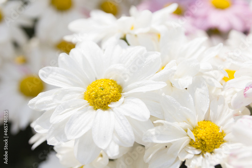 White chrysanthemum flower