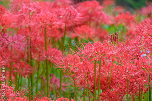 Red spider lily flowers in full bloom © pikumin