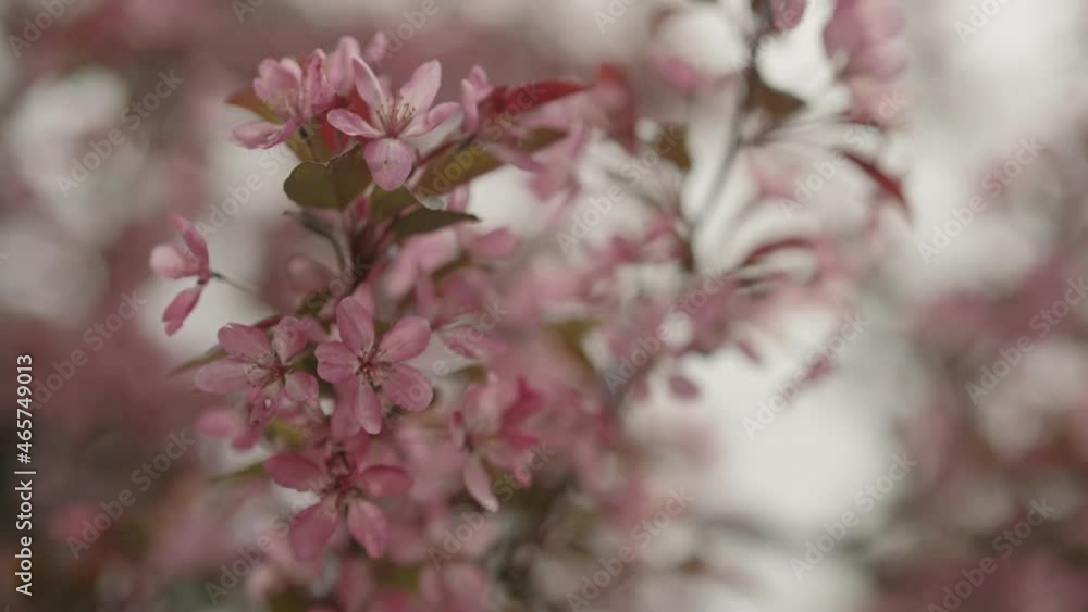 Slow motion gimbal shot of dark pink apple flowers on a young tree closeup
