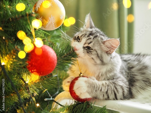 Grey cute funny cat playing with Christmas balls at the Christmas tree. Winter holidays. Pet and holiday