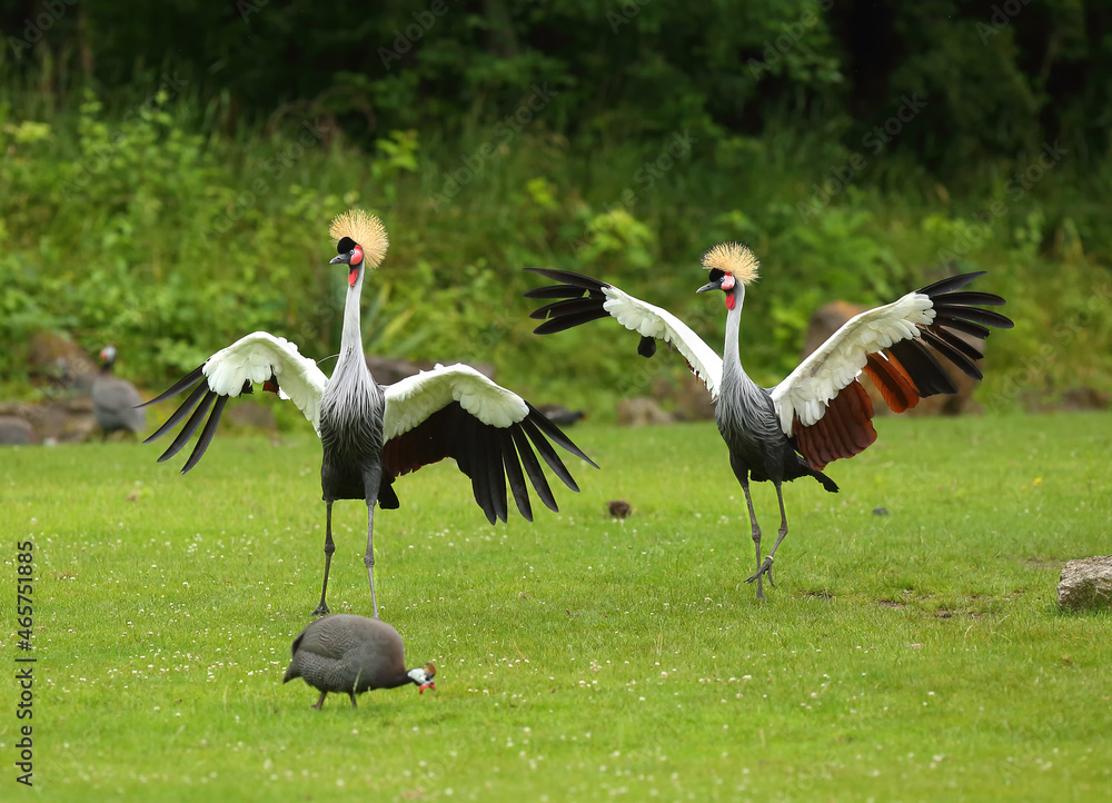 Fototapeta premium wo grey crowned cranes (Balearica regulorum), also known as the African crowned crane, golden crested crane, on the greaan grass with open wings.