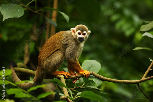 The term common squirrel monkey (Saimiri sciureus) sitting on the green branch. Green trees in the background.
