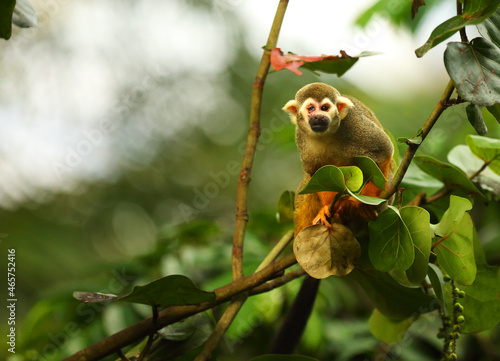 Canvas Print The term common squirrel monkey (Saimiri sciureus) sitting on the green branch