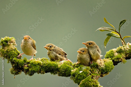 birds on a branch photo