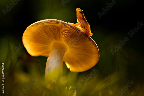 mushroom on the grass