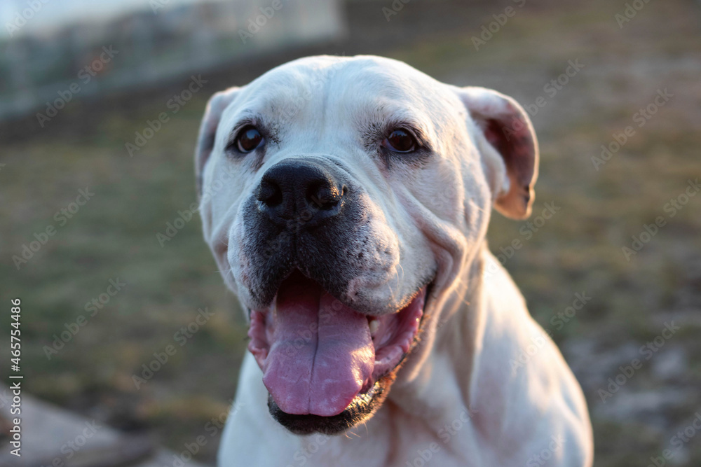 Young white American Bulldog smiling