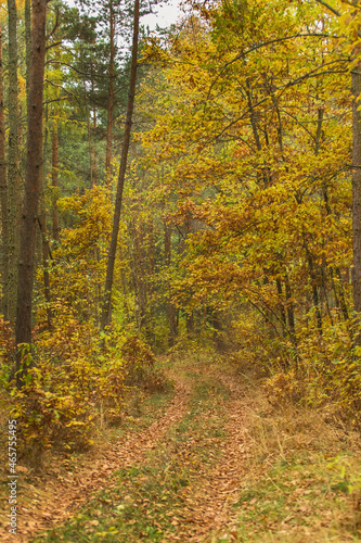 Colors of Autumn. Morning view of the autumn landscape in Czech Republic. Rural landscape in the Czech Republic. Sunny autumn day.