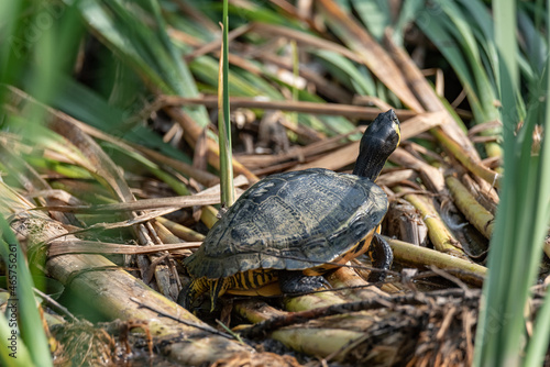 Turtle in its natural habitat. Pond turtle, yellow-bellied on the shore of the reservoir in reeds.