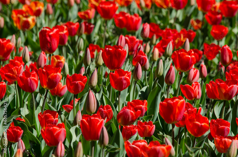 plantation of red tulips. beautiful tulips with deep red color plantation of red tulips. beautiful tulips with deep red color