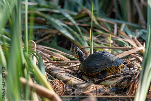 Turtle in its natural habitat. Pond turtle, yellow-bellied on the shore of the reservoir in reeds.