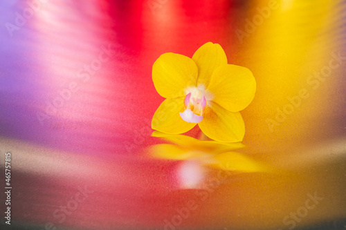 Orchid flower on colorful background.
