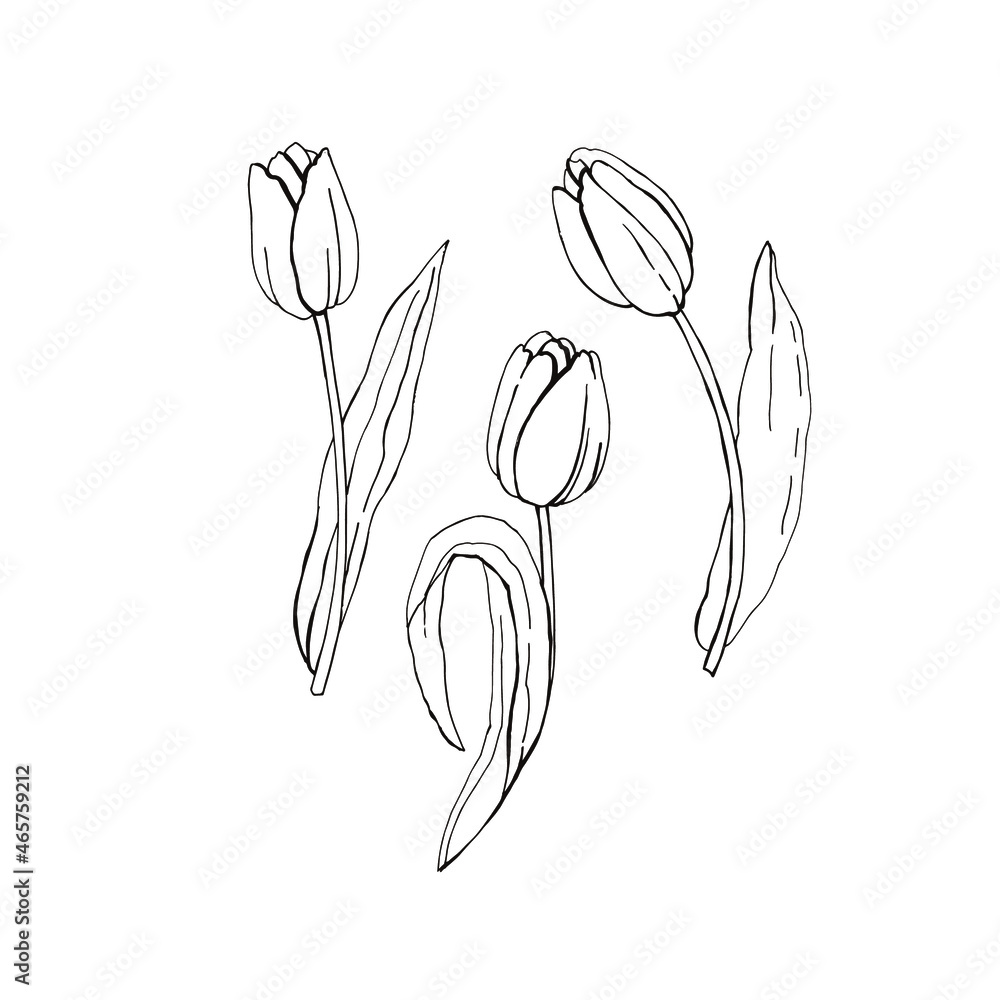 Graphic illustration of Tulips.eps Graphic illustration of Tulips.eps