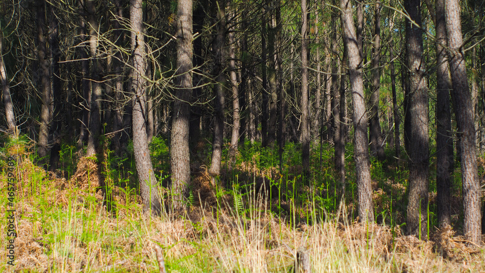 Rangées de pins dans la forêt des Landes de Gascogne, entre lesquelles poussent de nombreuses fougères