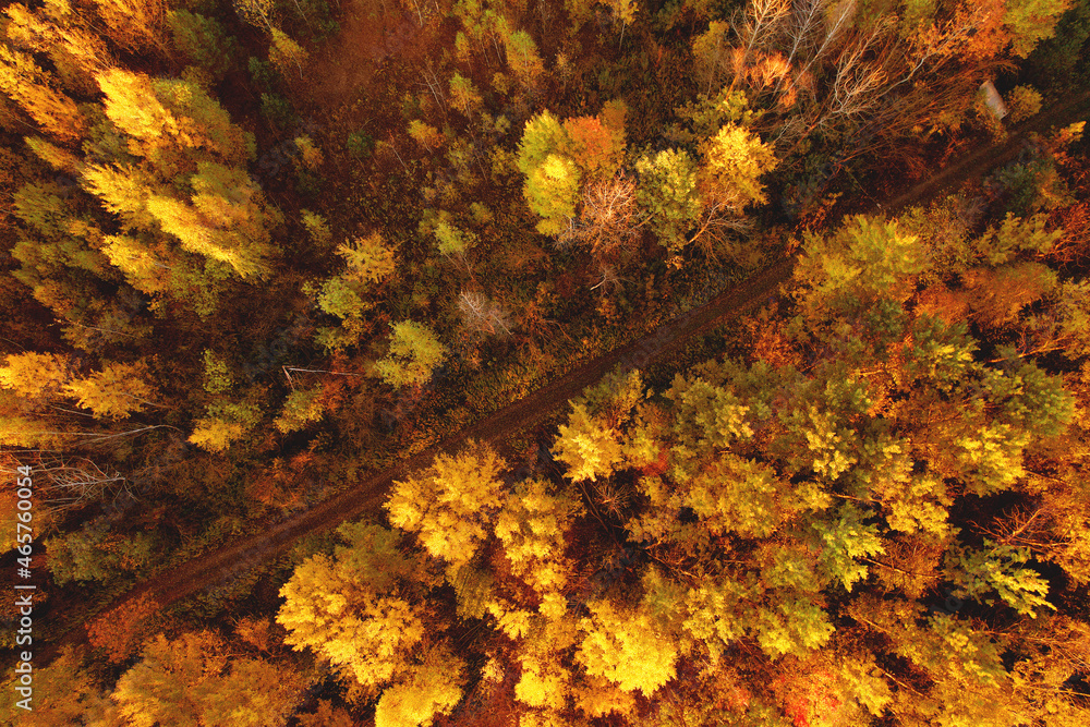 Road in the forest with trees in yellow leaves in the autumn season, top view. Aerial view of the road in autumn. Traveling by car on October weekend. Road in the forest with trees in yellow leaves in the autumn season, top view. Aerial view of the road in autumn. Traveling by car on October weekend.