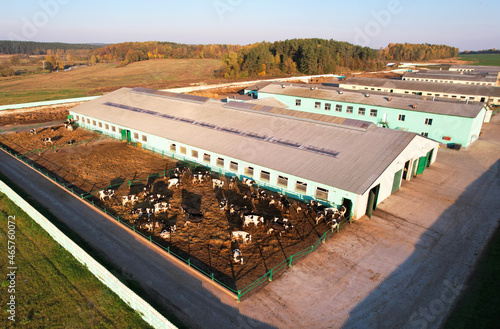 Cowshed with cows near farm, aerial view. Farm building at agriculture field. Production of milk and Animal husbandry. Cow Dairy. Farm animals and Agronomy. Farm of cattle.