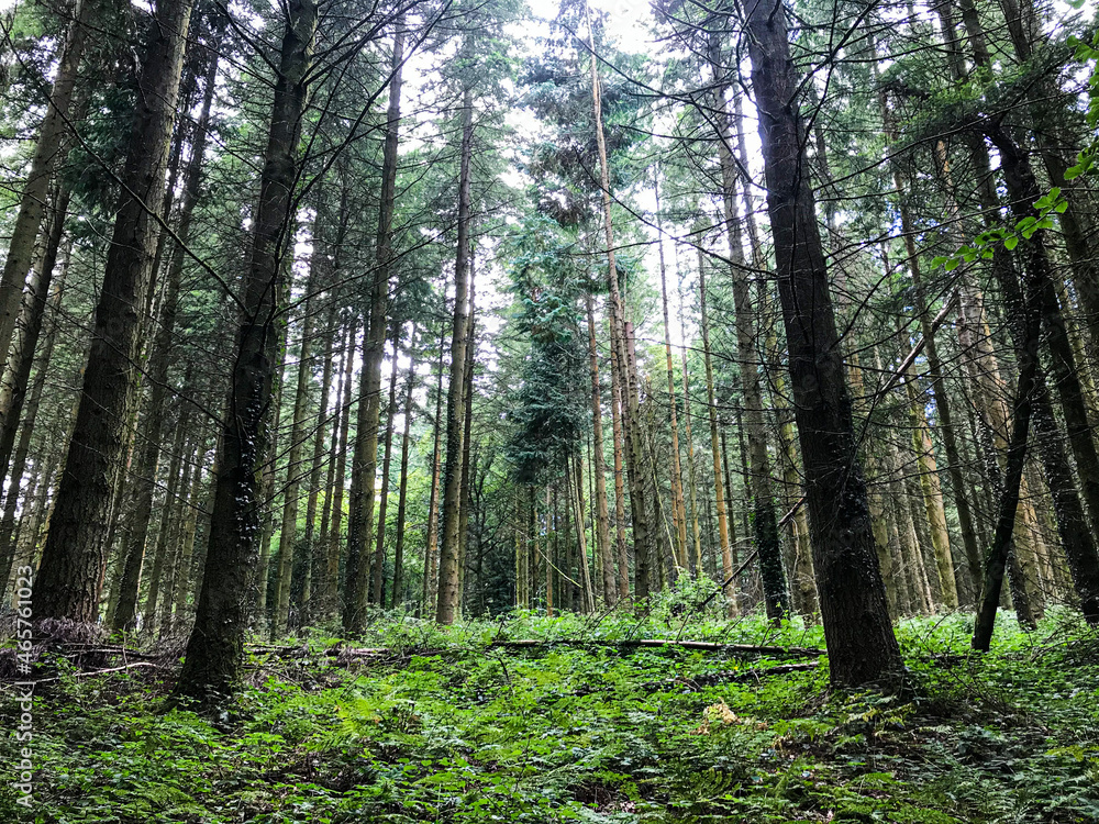 Fototapeta premium footpath in the forest
