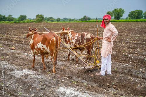 Indian farmer working with bull at his farm.