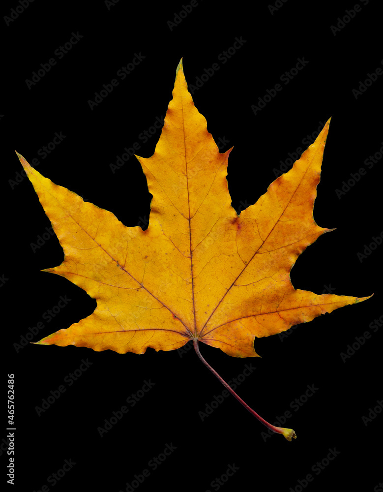 Fototapeta premium colorful autumn leaf