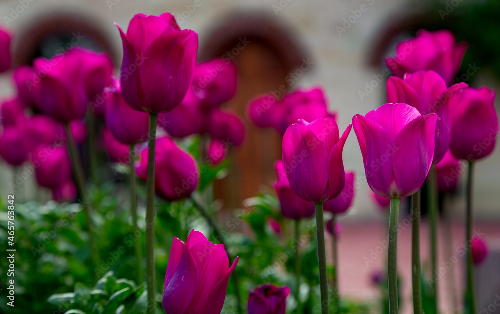 Tulip flower with purple leaves in tulip field for postcard beauty decoration and agriculture concept design, selective focus. Tulip flower with purple leaves in tulip field for postcard beauty decoration and agriculture concept design, selective focus.