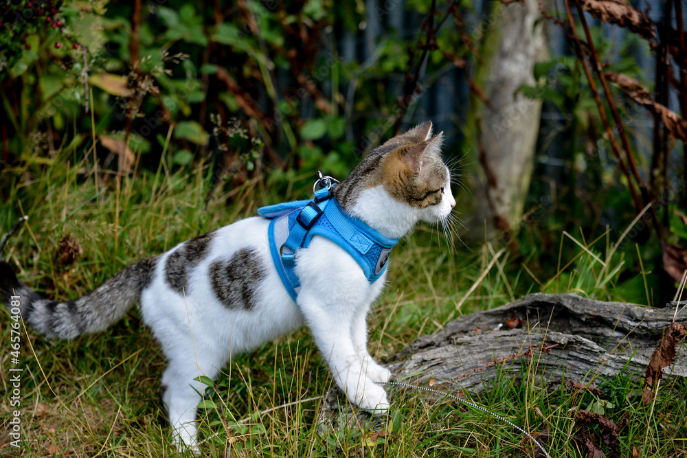 Fototapeta premium Adventure cat looking out at the view with her harness on. 
