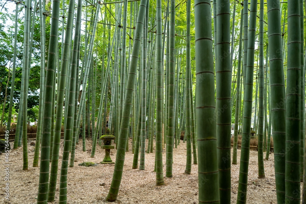 Fototapeta premium bamboo forest background at Hokokuji Temple 