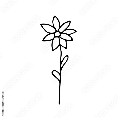 A painted flower. Doodle style, black outline, drawing with floral floral elements, minimalism. Isolated. Vector illustration.