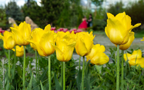 Tulip flower with yellow leaves in tulip field for postcard beauty decoration and agriculture concept design.