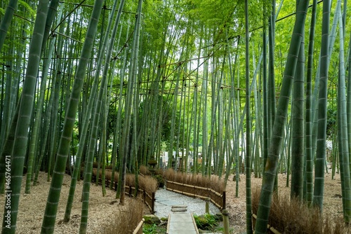 bamboo forest at Hokokuji Temple 