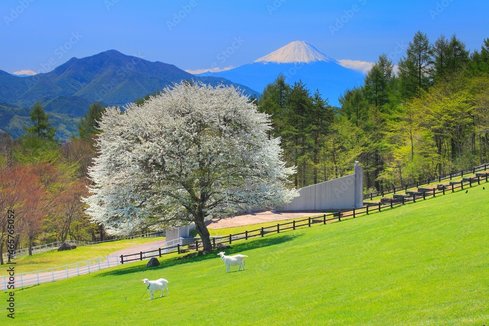 まきば公園 草原にヤマナシの木と富士山 日本 山梨県 北杜市 Stock 写真 Adobe Stock まきば公園 草原にヤマナシの木と富士山 日本 山梨県 北杜市 Stock 写真 Adobe Stock